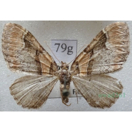 Catarhoe rubidata (Denis & Schiffermüller, 1775) Paśnik czerwieniak Czech79g